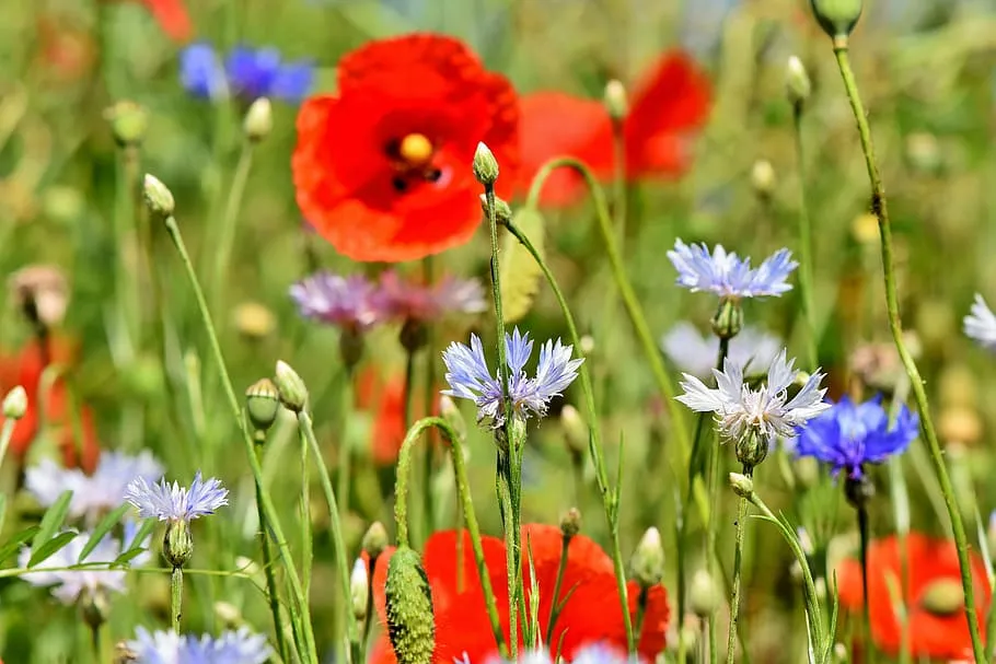 Red poppies and blue cornflowers in the garden